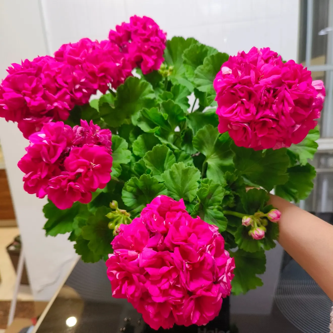 【云裳】天竺葵重瓣大花零下拍保温 不拍无售后