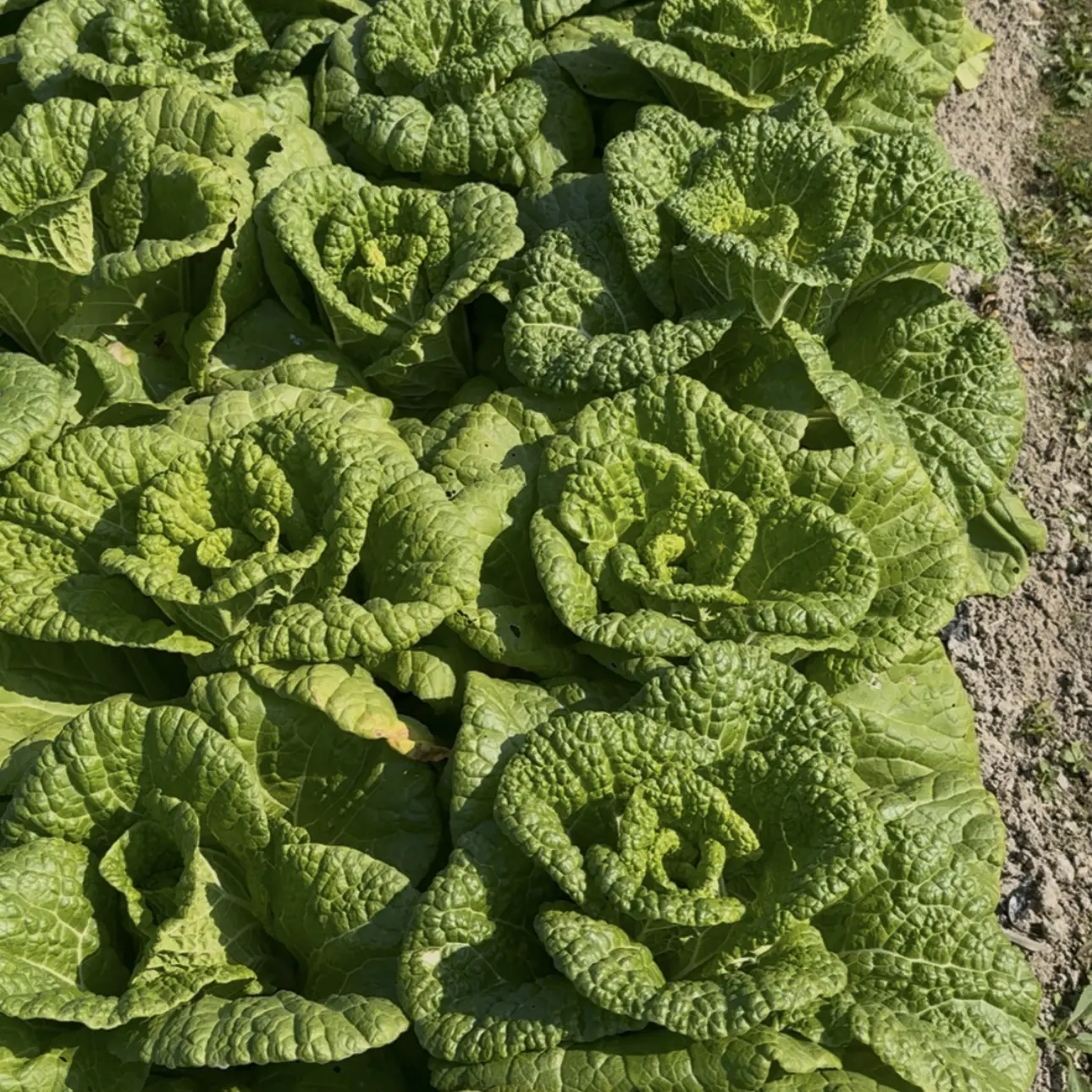 新鲜现摘霜冻黄心菜卷心大白菜当季脆嫩火锅蔬菜