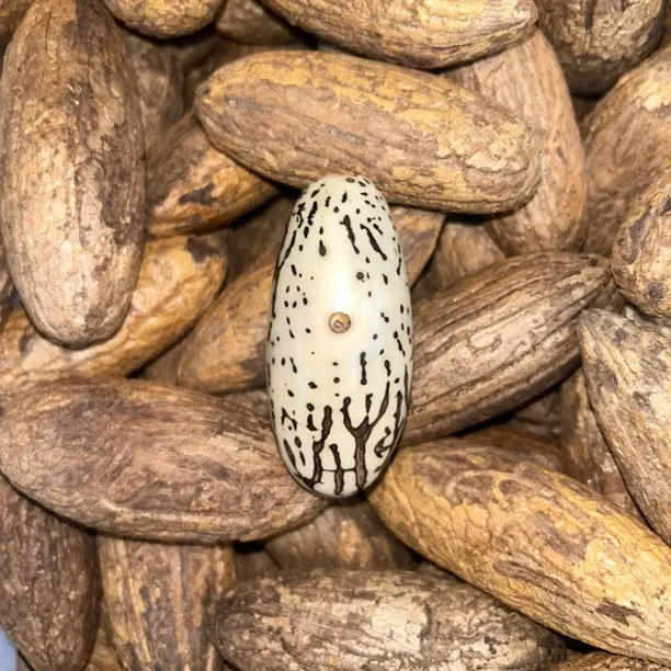 千眼菩提小手把件