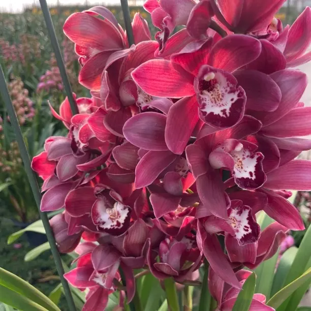 正红色大花蕙兰5支及以上花剑发货