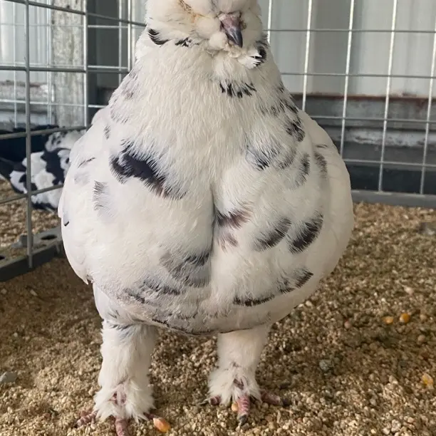 生鲜鸽子肉以直播间挑选为准