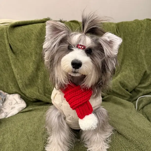 宠物新年针织毛线帽猫狗通用保暖露耳冬季头套