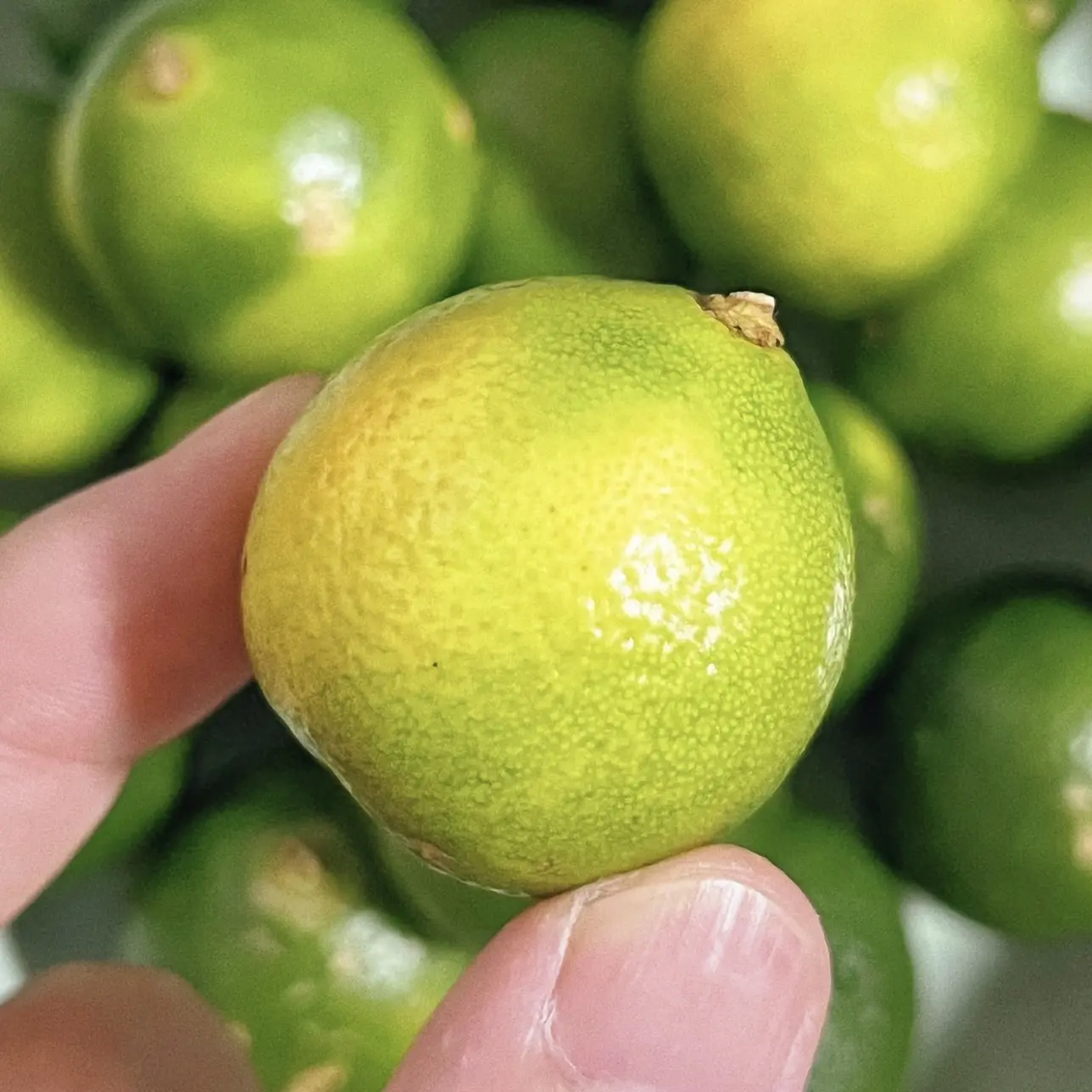 云南新鲜脆皮金桔 现摘现发纯甜多汁