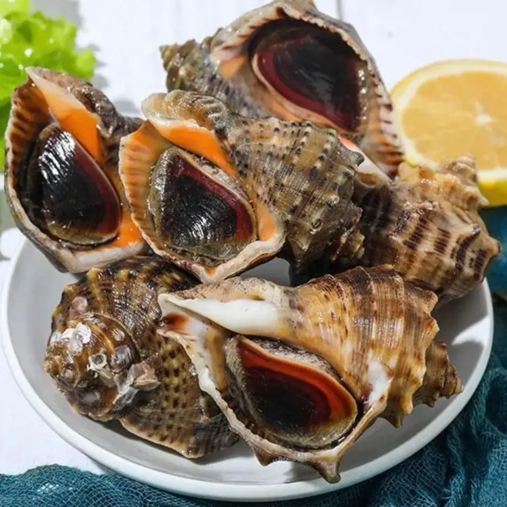 鲜活东港大海螺3斤