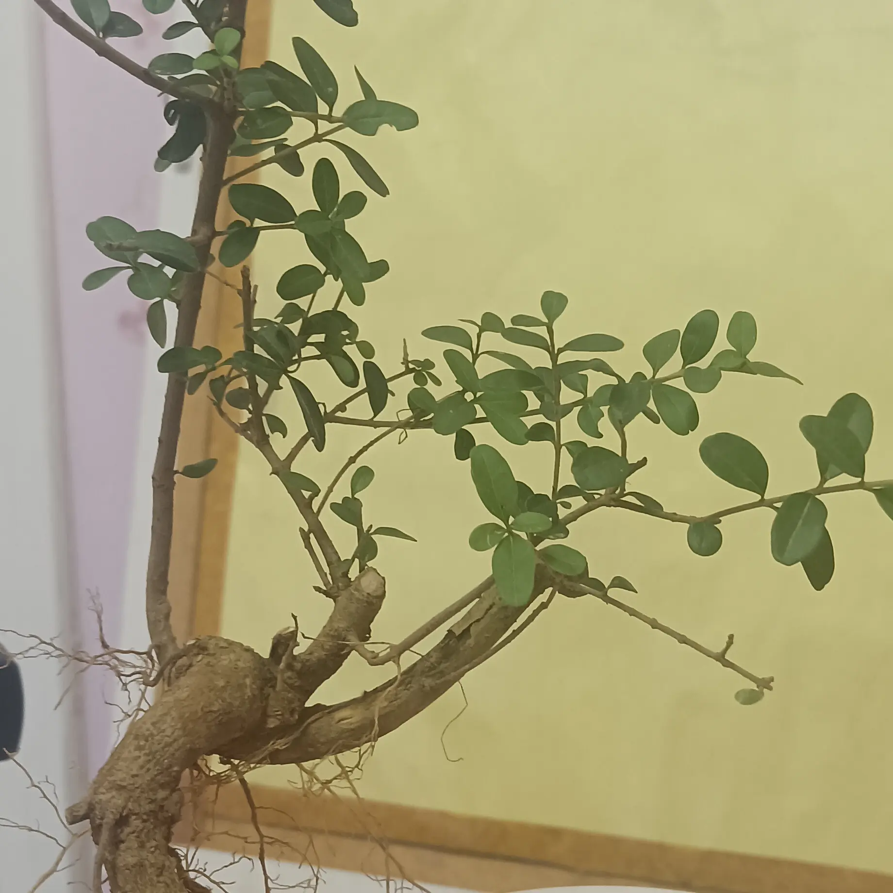 对节白蜡树盆栽室内阳台四季好养的植物花卉绿植