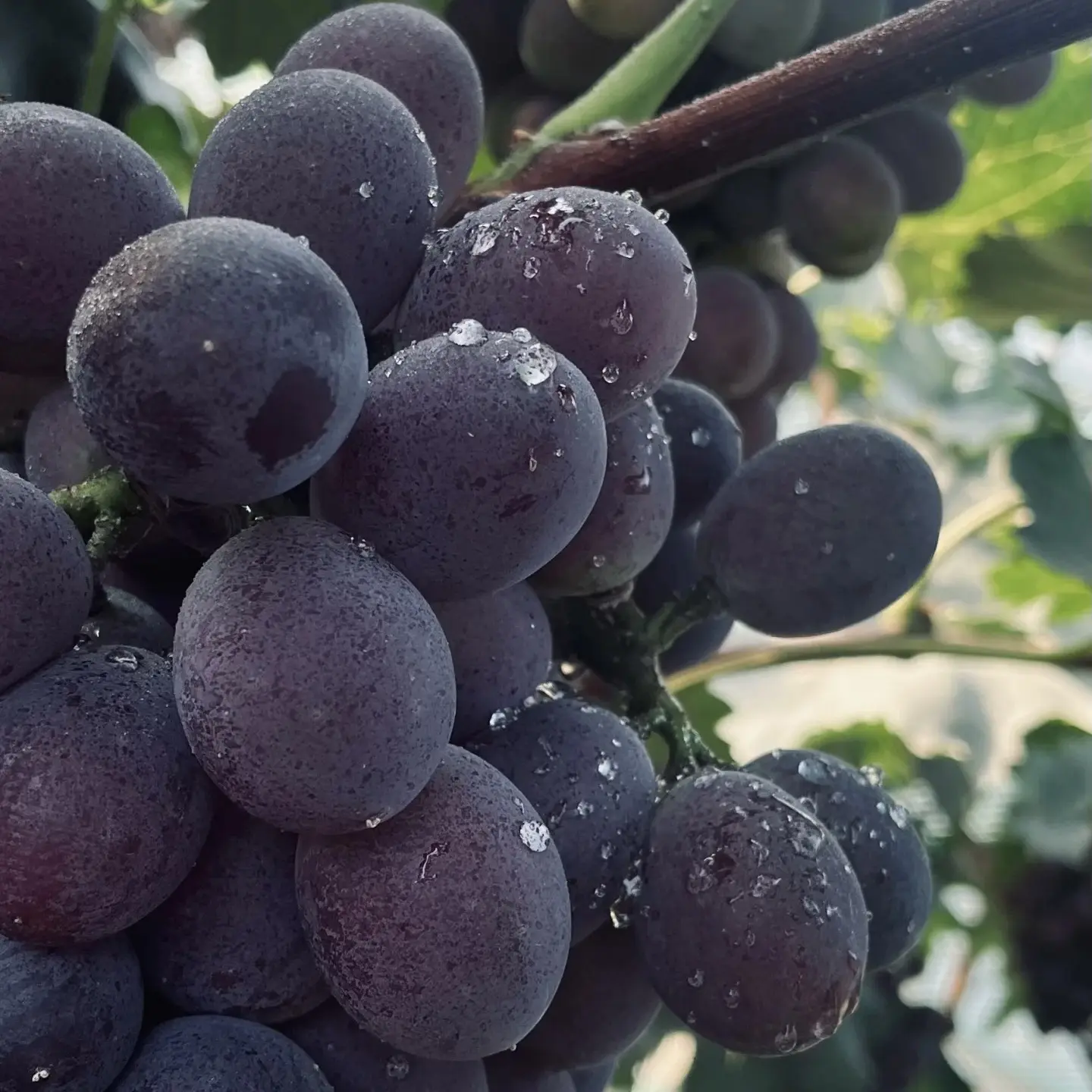 新鲜采摘15一斤应季水果辽峰葡萄脆甜多汁产地直发辽宁省