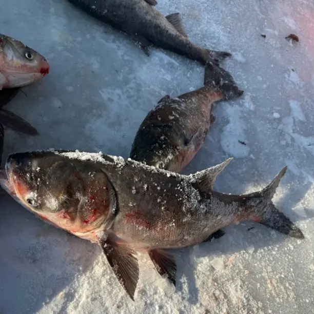 东北冷水野生胖头鱼