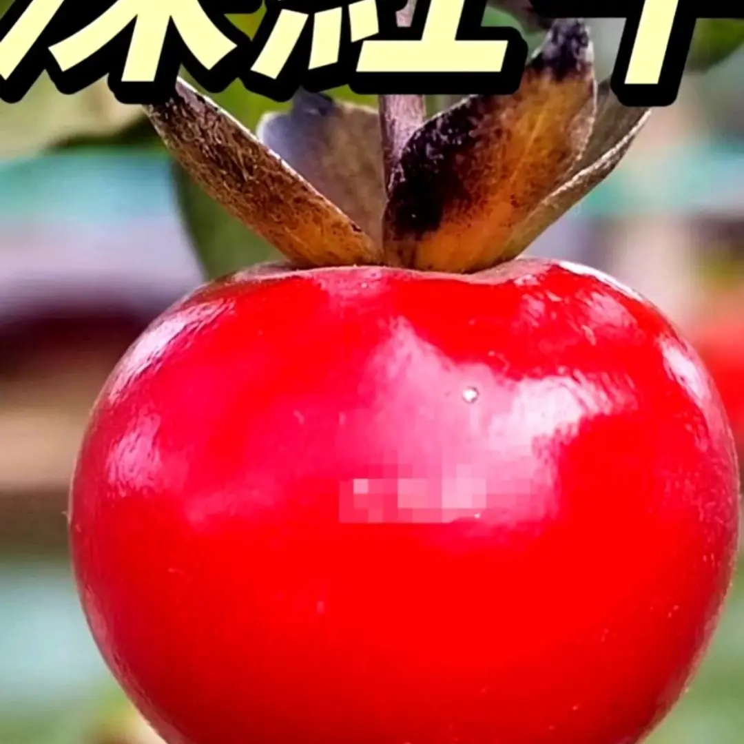 老鸦柿品种嫁接苗，扦插的