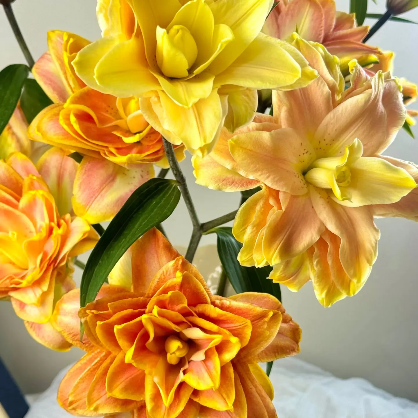 【秋月鎏金重瓣百合】鲜切花两单普快三单顺丰冷链云南基地直发百合