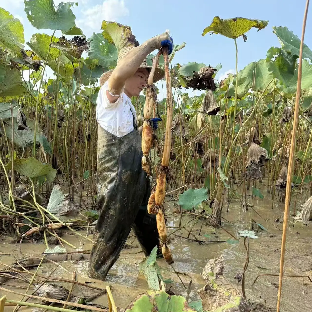 自家新鲜现挖野藕清炒用
