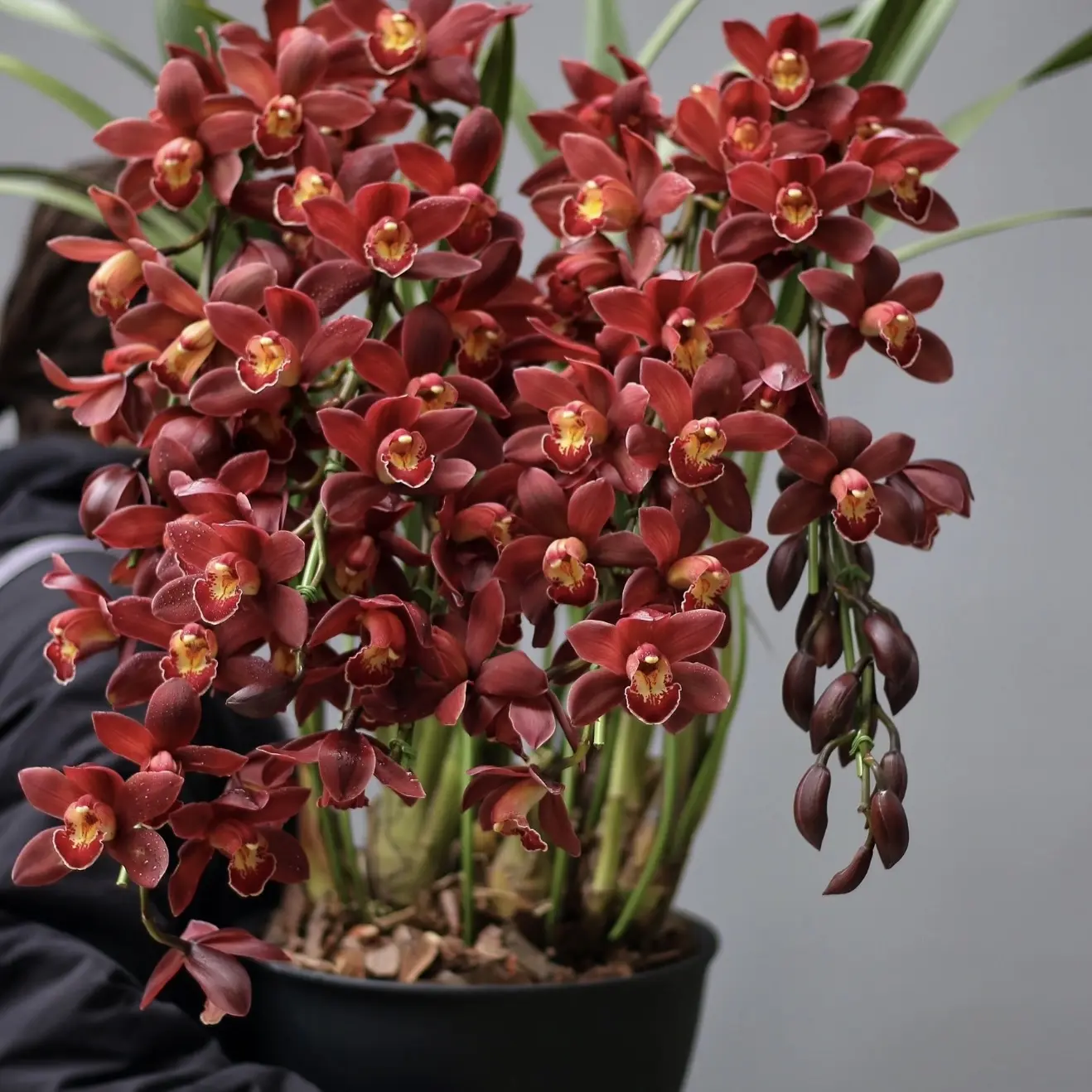 汀兰阁”（祝福）红色花系稀有名品原盆原土基地直发