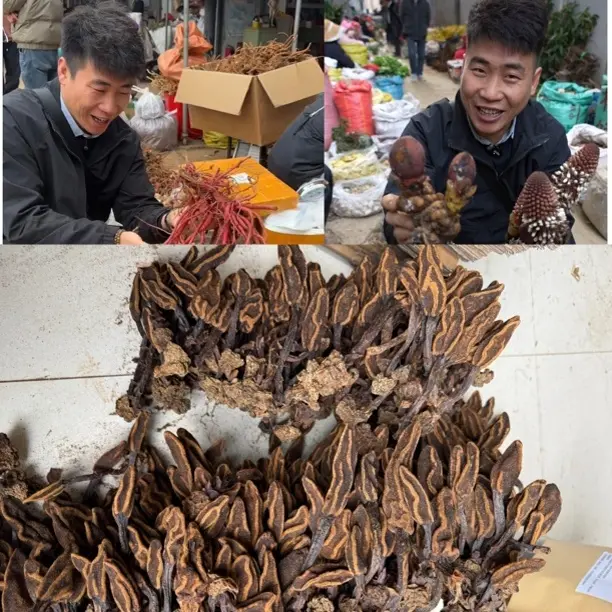 云南野生一支笔干货可泡水煲汤泡酒