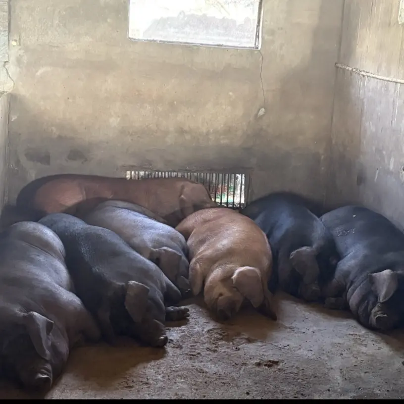 农家散养黑猪10斤  猪肉新鲜美味品质放心