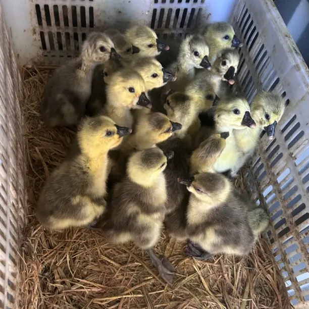 可爱活体凤头宠物鸭健康好养家庭养殖