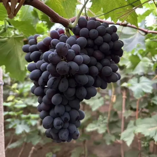 秦皇岛玫瑰香葡萄现摘当季时令水果小时候的味道