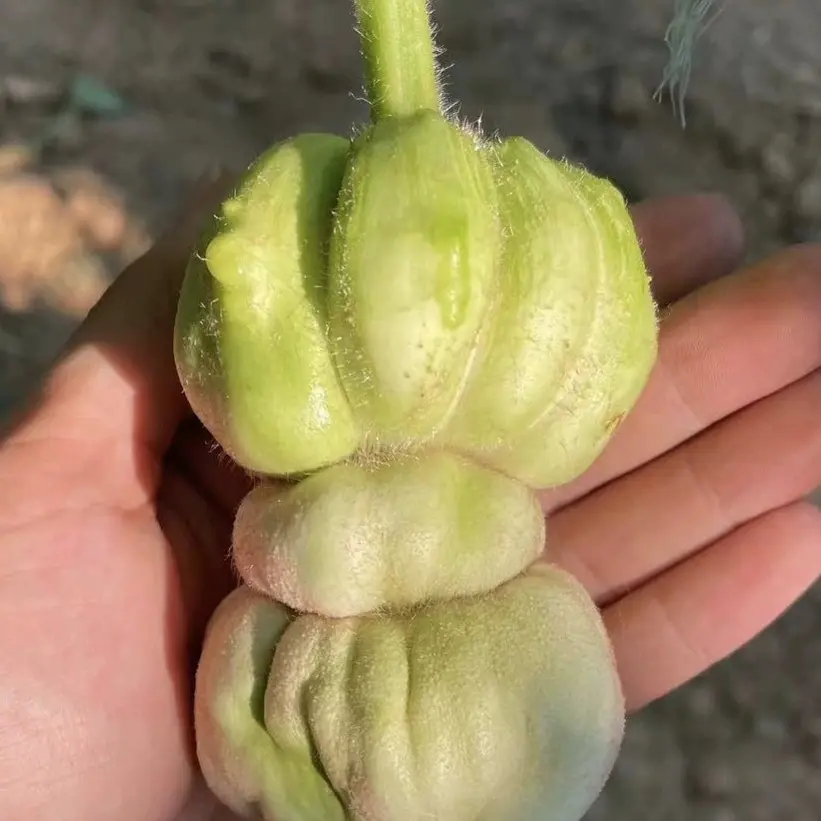 文玩葫芦，直播间有效（拍）