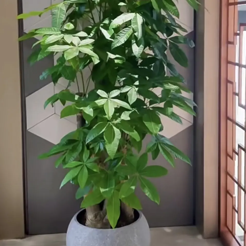 步步高发财树客厅室内净化空气办公区域乔迁新居开业三杆招财盆景