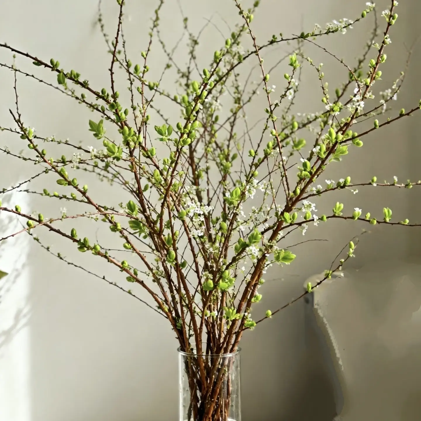 云南干支雪柳枝水培耐寒开花室内绿植枯木逢春鲜切花束插花卉