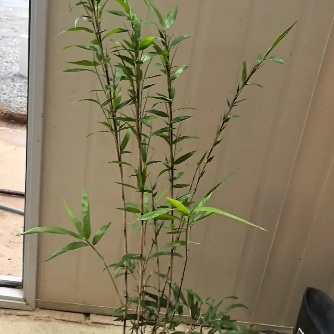 【直播间一物一拍】具体价格以直播间竞拍为准