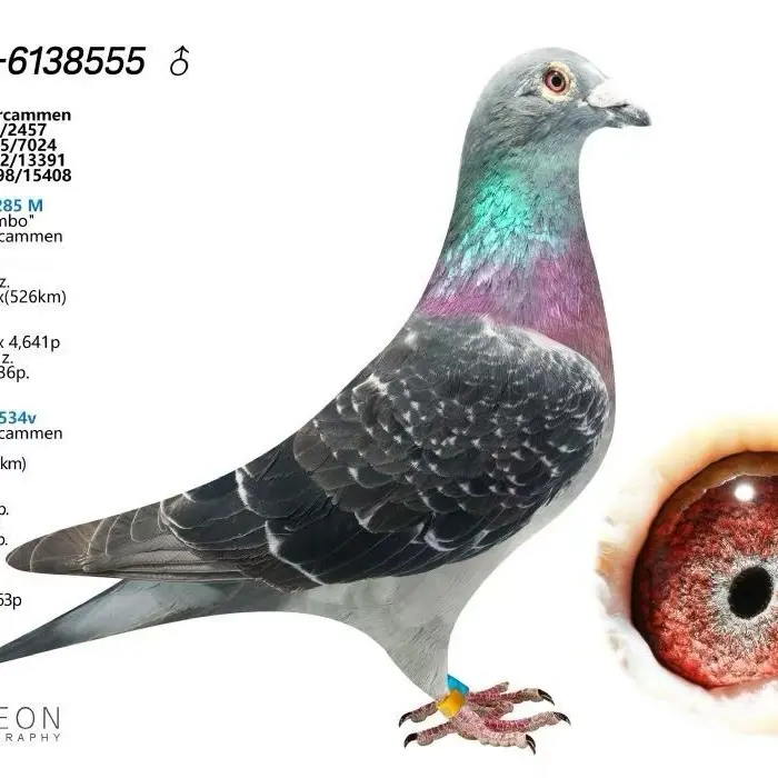 赛鸽公棚俱乐部适用高品质保障信鸽