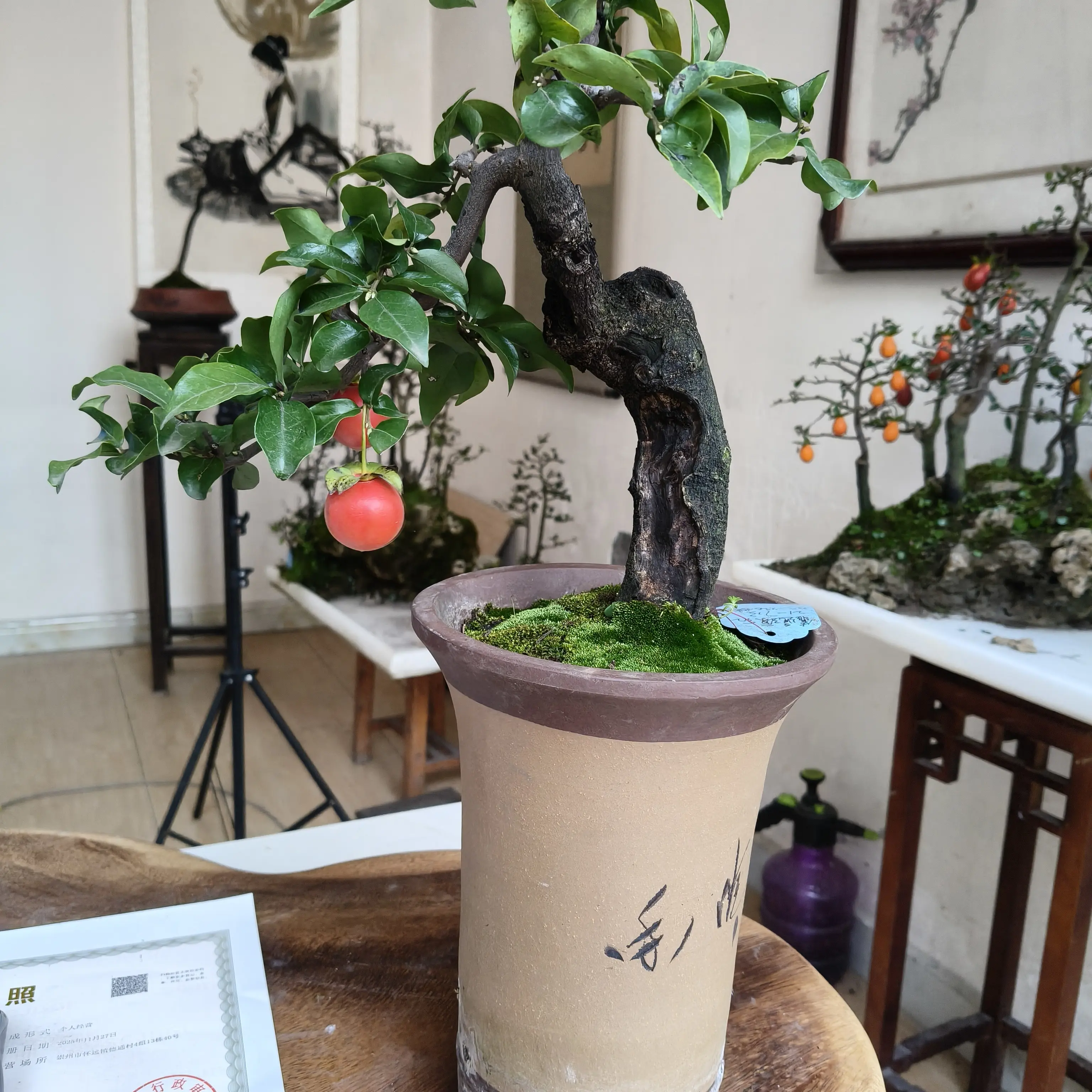 金弹子盆栽盆景室内外景观植物绿植盆栽