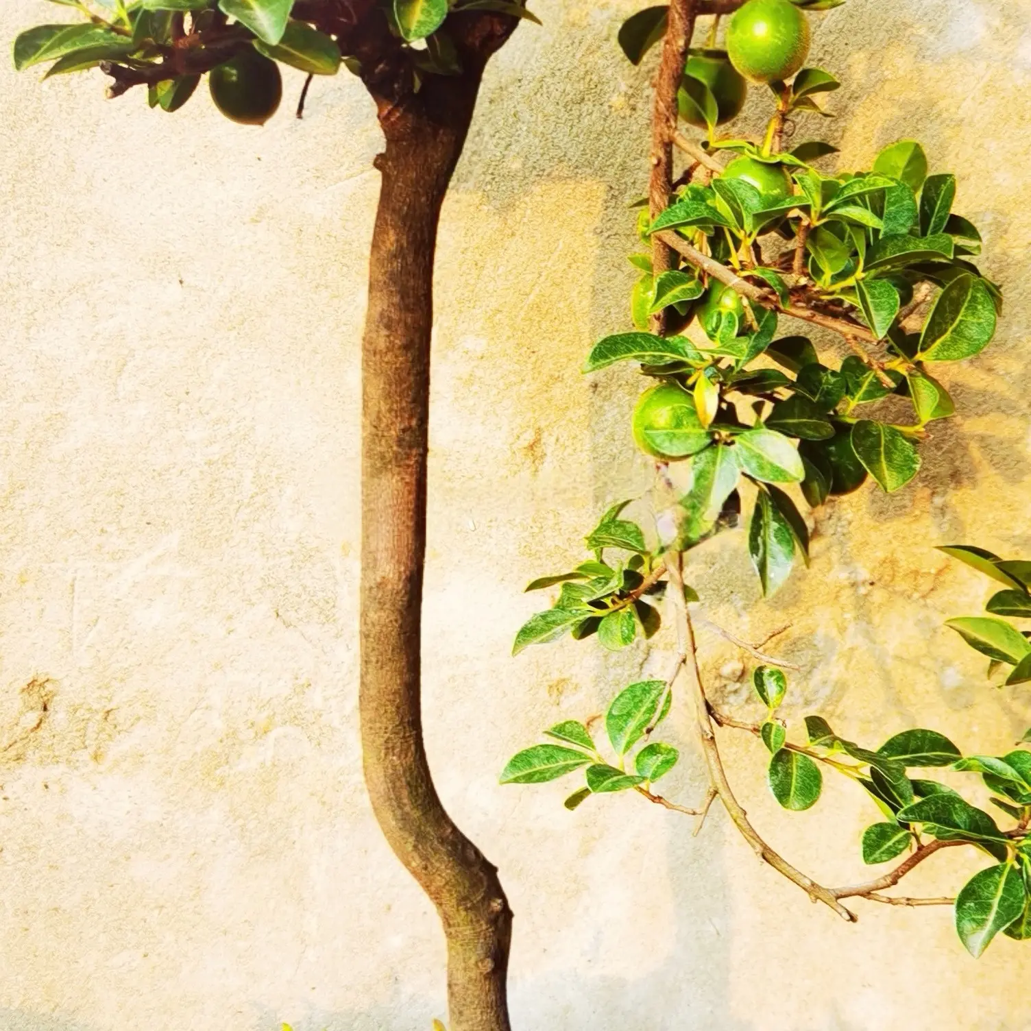 金弹子盆景老桩造型独特观赏绿植