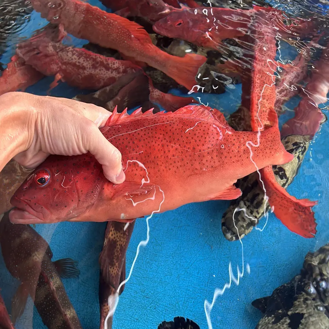 大号深海野生东星斑现捞现发-80°速冻锁鲜顺丰包邮到家