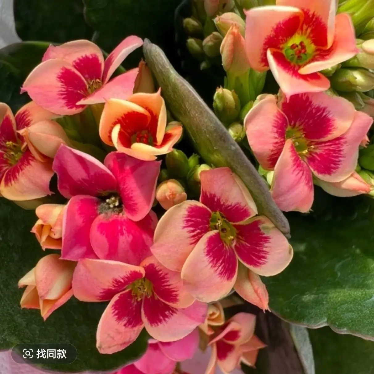 长寿花（艾登）110盆  变色猫眼稀有品种