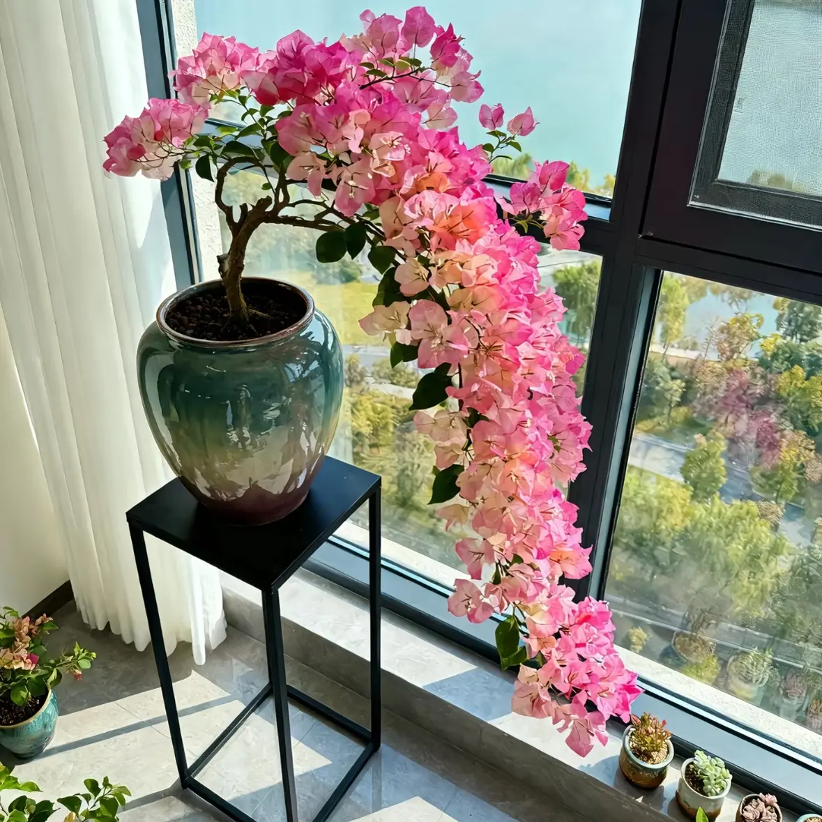 尤加利鲜花新鲜采摘花束云南基地直发家用鲜花绿植盆栽