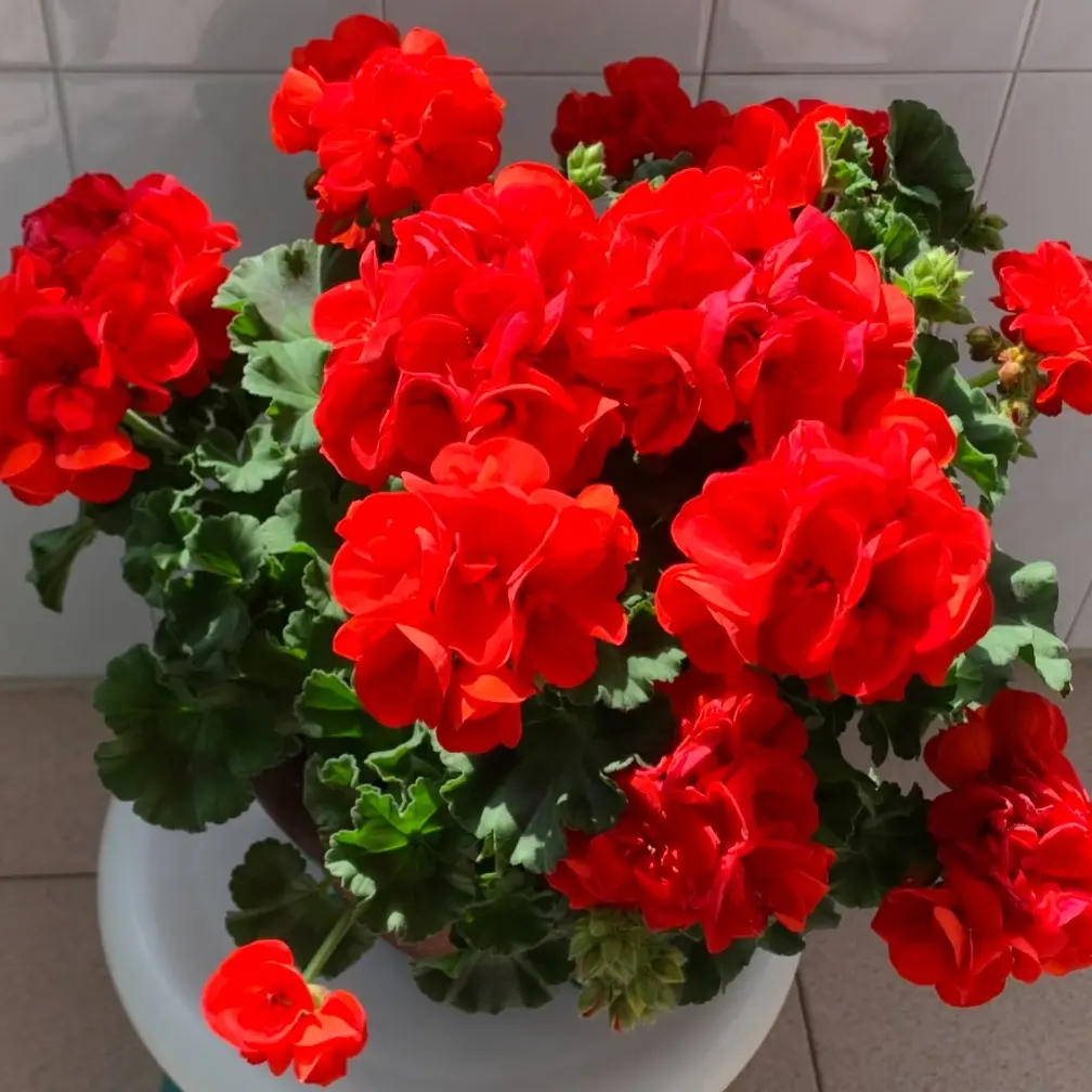 【国旗红】天竺葵大花 大花球  零下拍保温