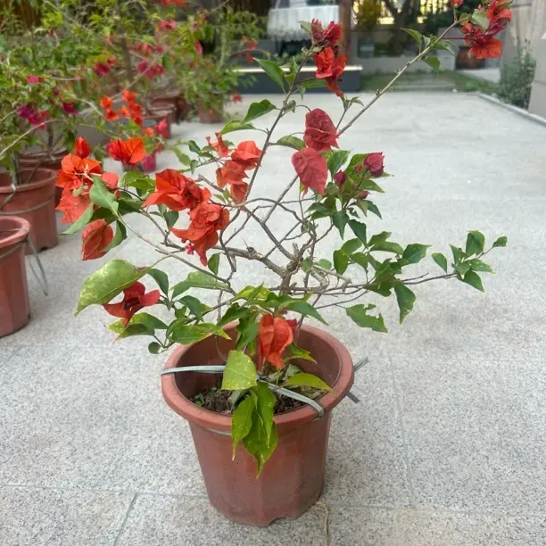 红桑巴三角梅，此款分枝多，造型好，根系发达带少量花发货