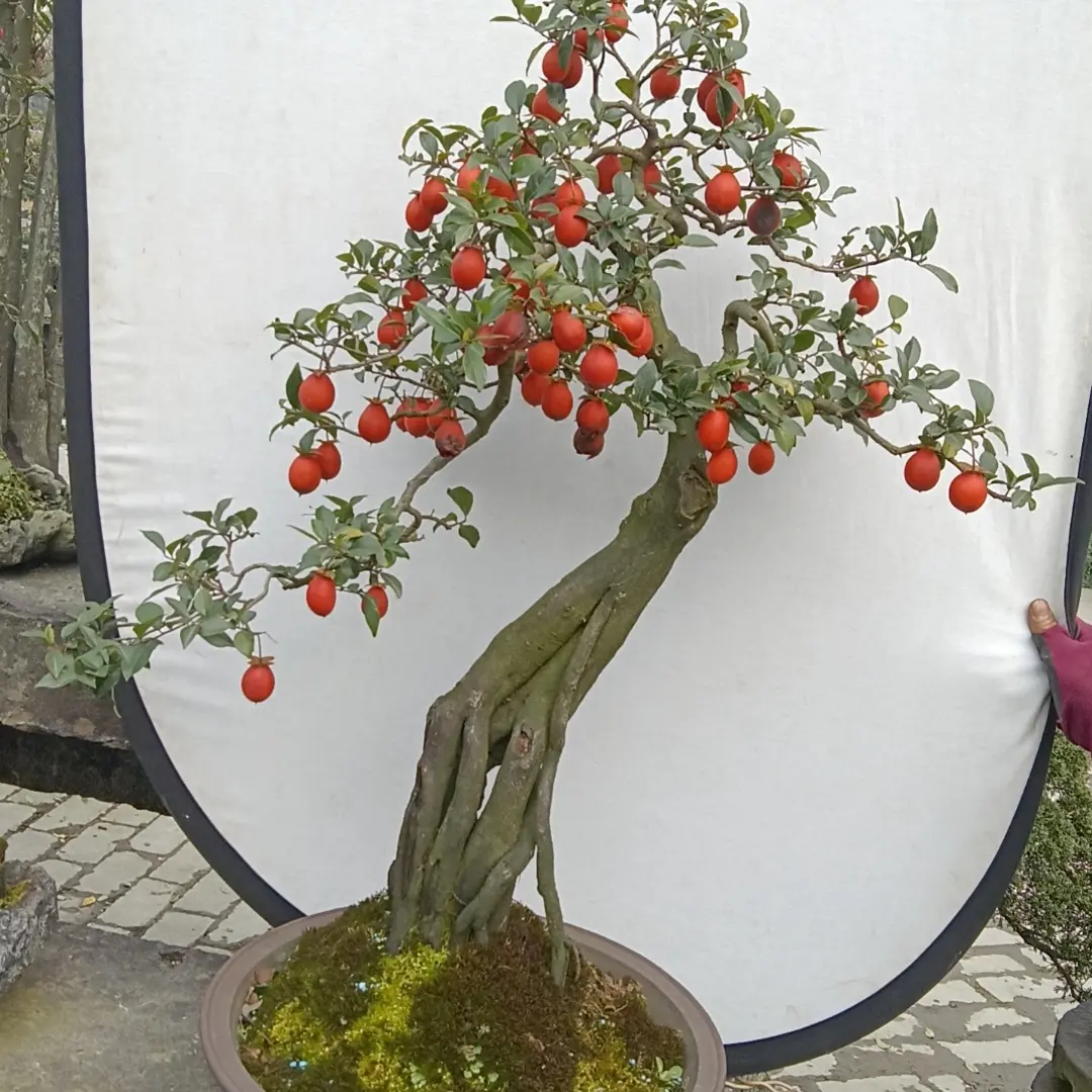 金弹子盆景独特观赏植物