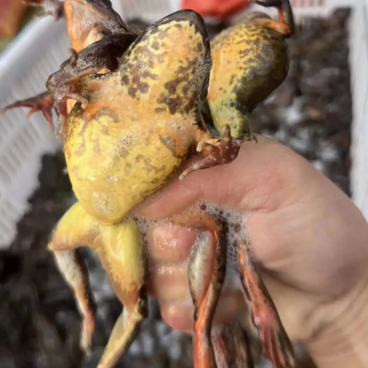 东北林蛙河鲜2斤缺氧26左右