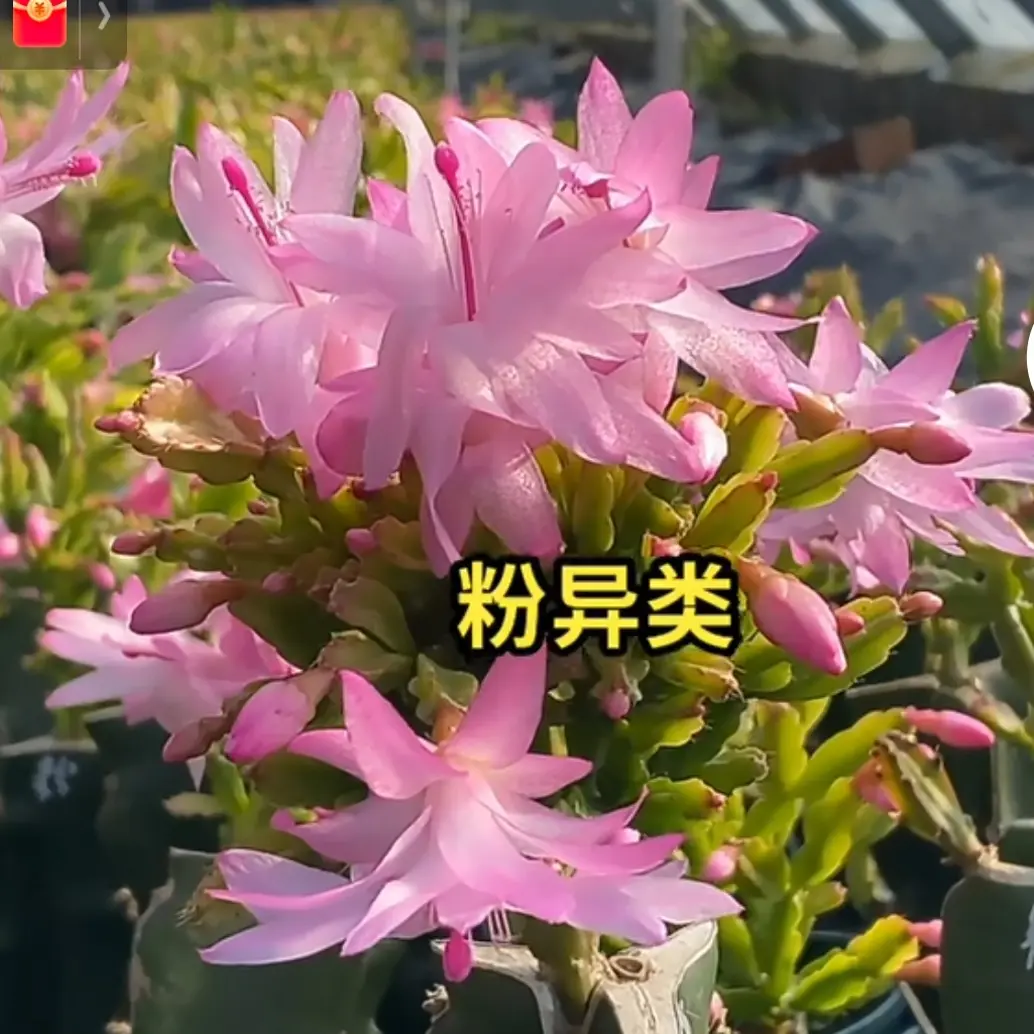 带花苞多色蟹爪兰盆栽室内阳台好养花卉四季开花