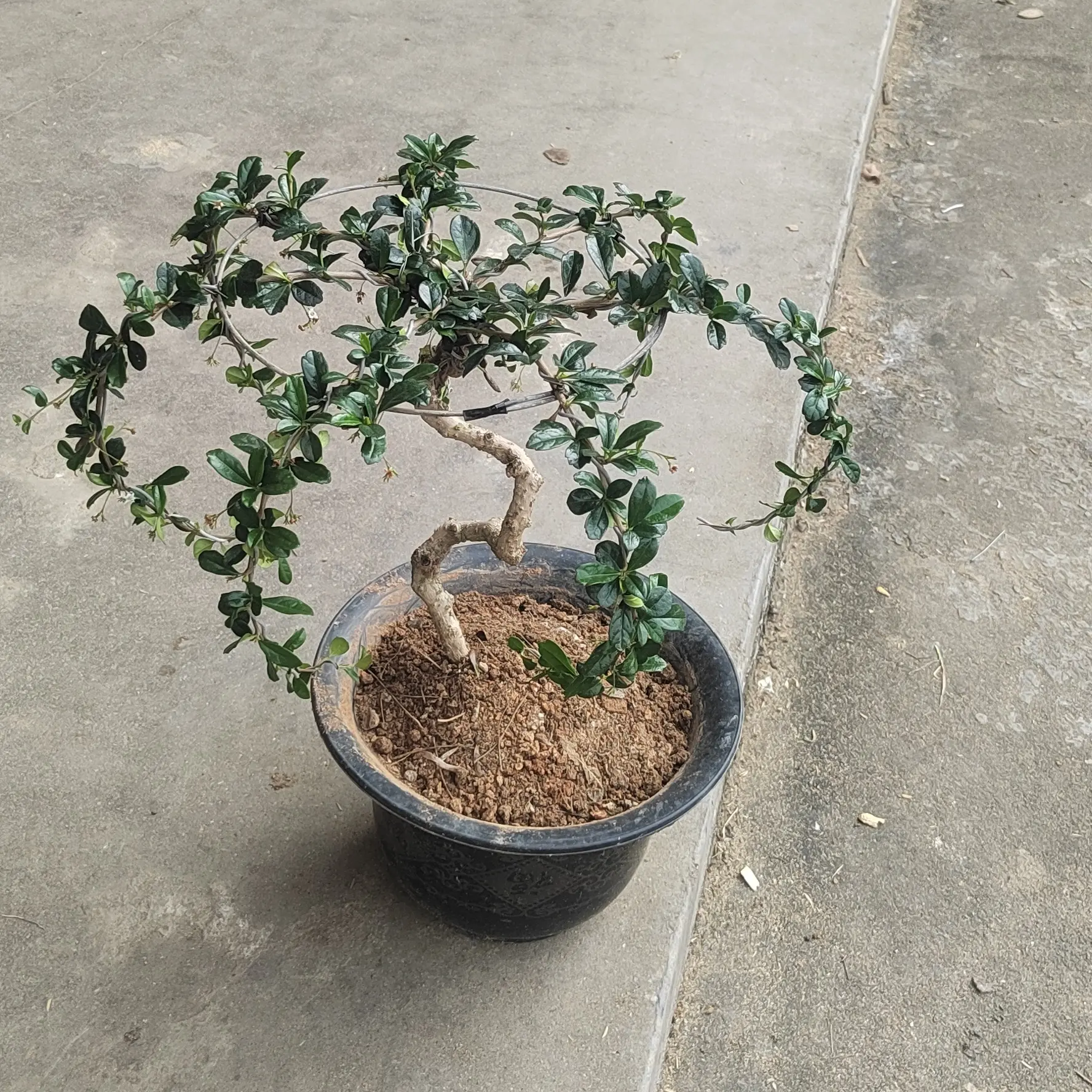 福建茶老桩文人造型好养室内盆景办公室桌面绿植四季常青