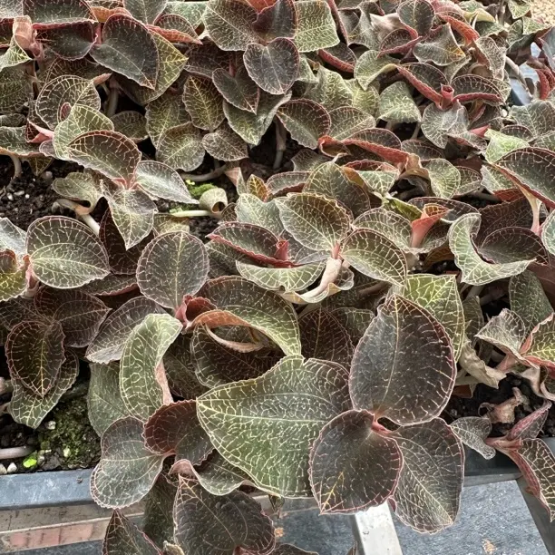 云南文山产地金线莲鲜货500克