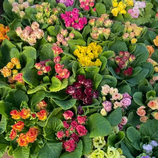 《香水玫瑰报春》三盆组合 三盆三色耐寒开花带花苞室内花卉绿植