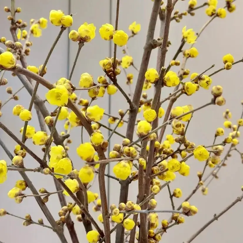 素心腊梅老桩带花苞浓香型耐寒花卉盆栽阳台庭院四季开花植物