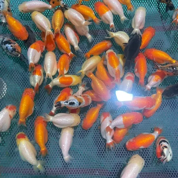 兰寿金鱼活体冷水观赏鱼耐活易养新手练手鱼淡水小型鱼