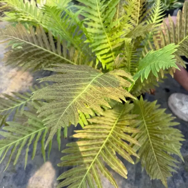 室内好养的密叶猴耳环观叶盆栽原盆原土趣味植物
