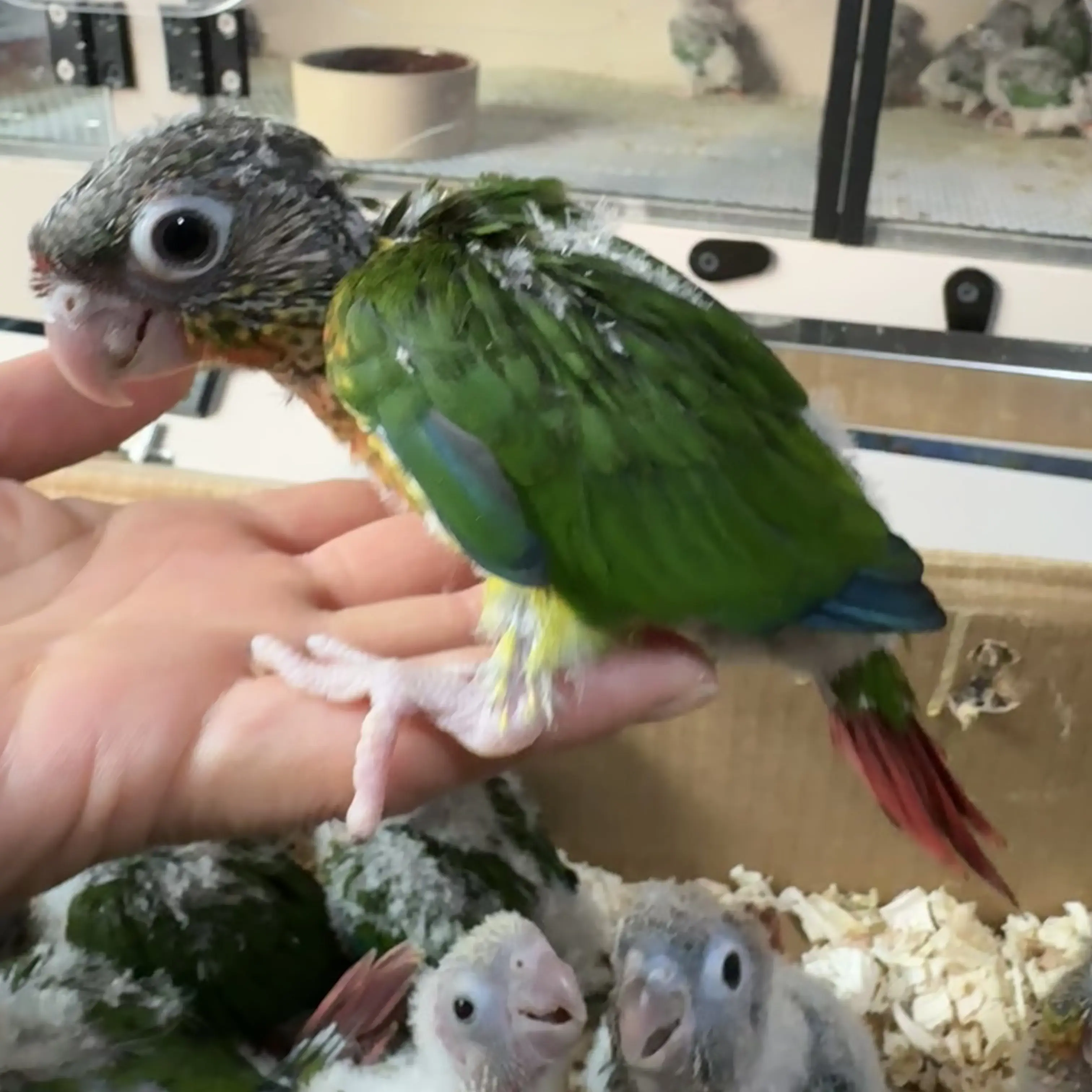 手养亲人可爱活体鹦鹉宠物鸟顺丰直发