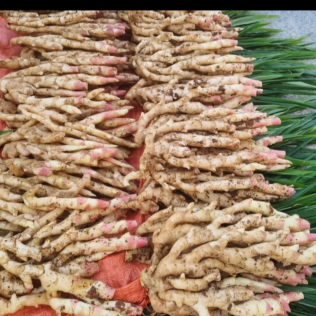 湖南永州瑶山江永香姜脆嫩鲜姜芽现挖现发腌制泡菜生姜