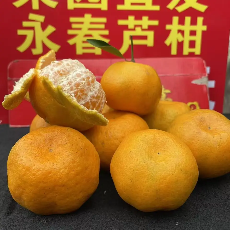 福建正宗永春芦柑果