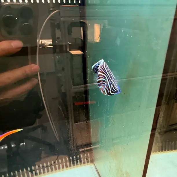 公子小丑鱼 蓝圈神仙鱼