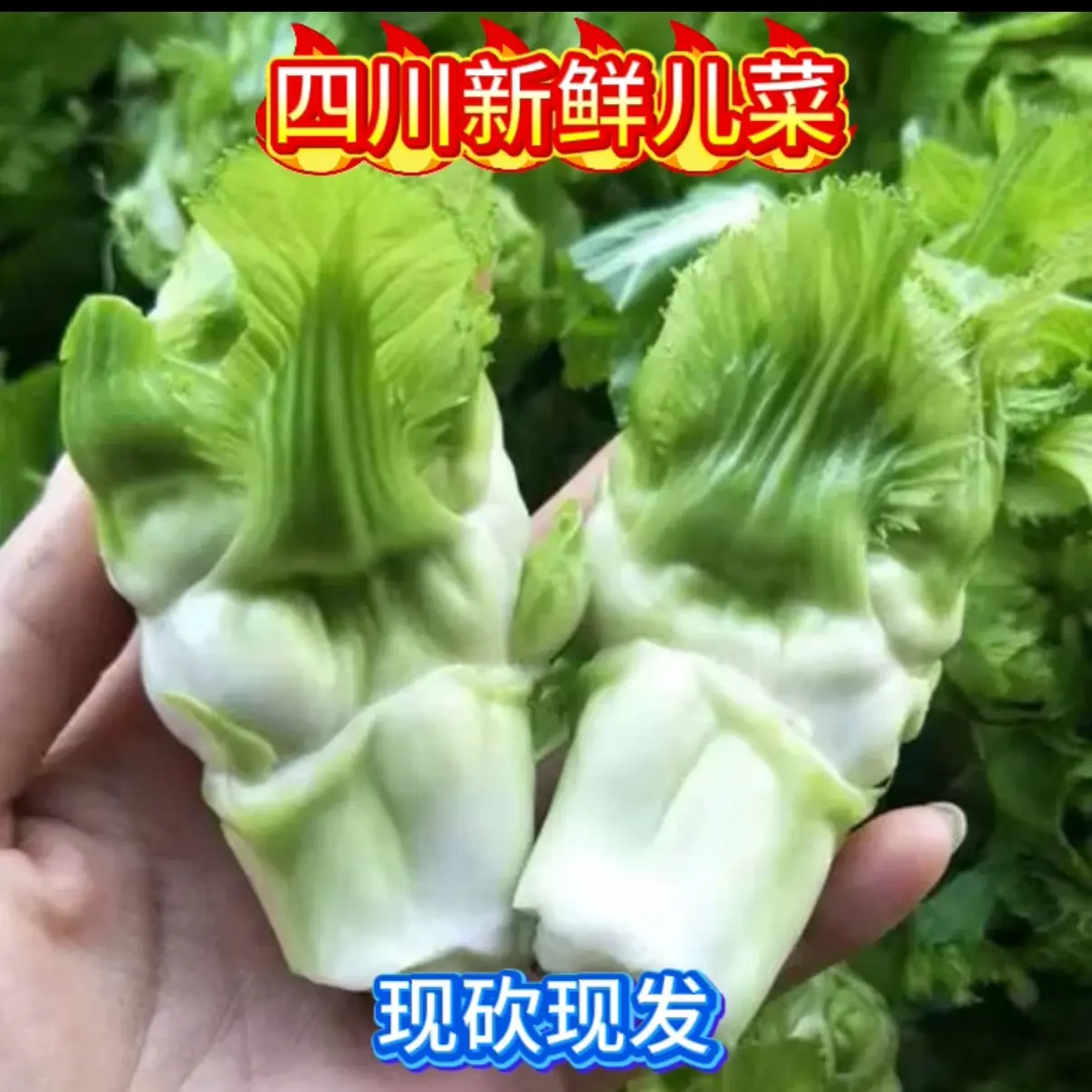 四川新鲜时令儿菜农家蔬菜现摘现发