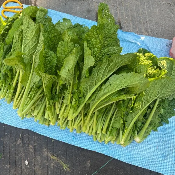 仙居新鲜芥菜现摘现发农家时令蔬菜菜心鲜嫩可口