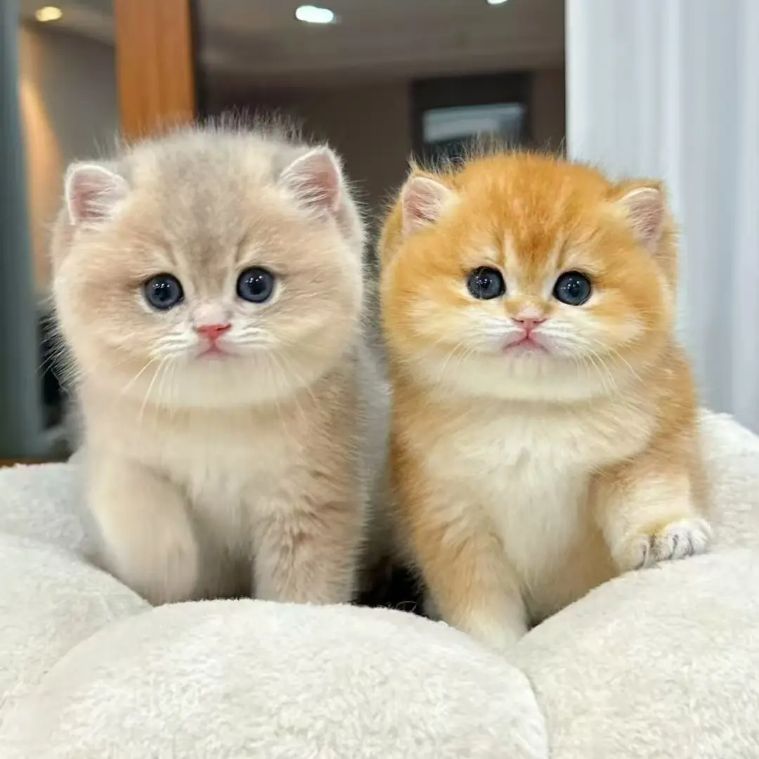 【Gou得猫宁】喵喵全品种链接