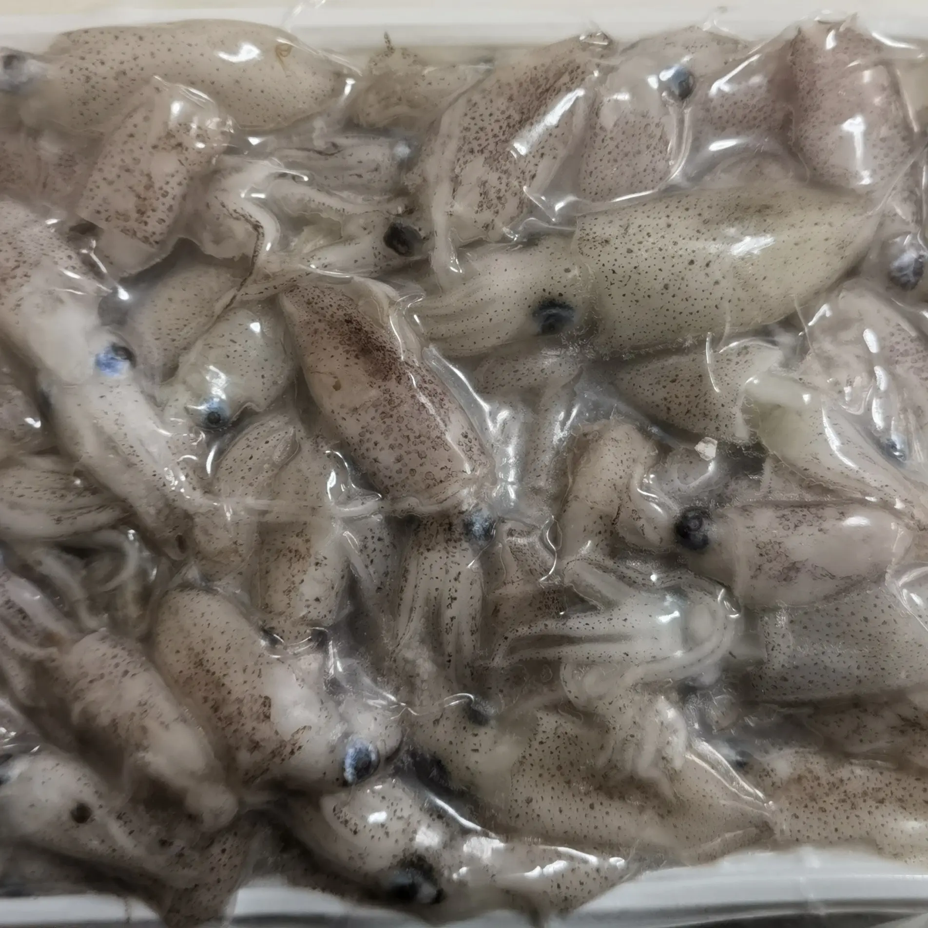 新鲜速冻海捕原浆海兔鱿鱼小管鲜嫩