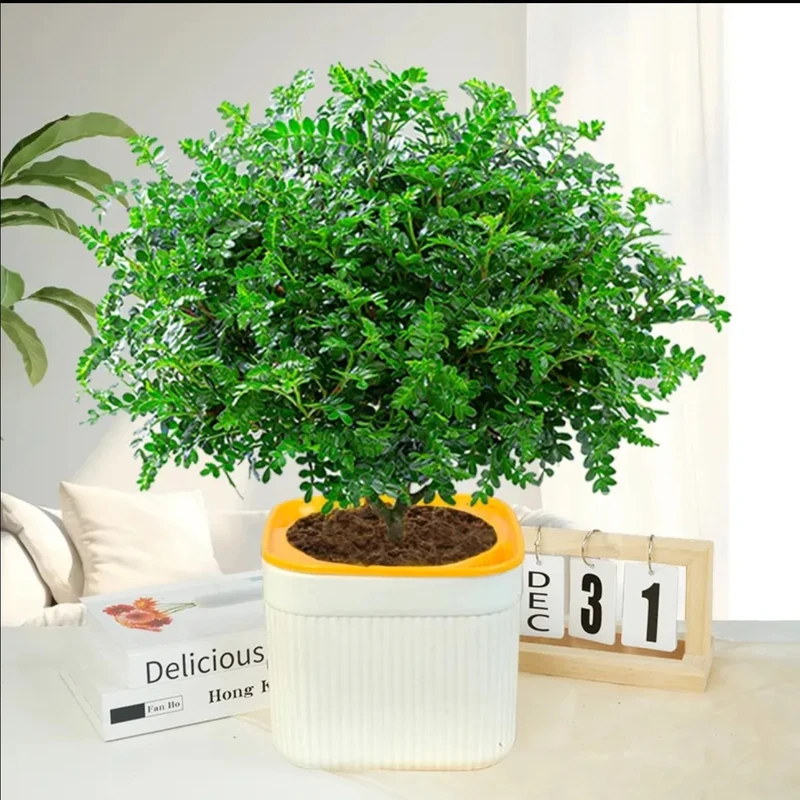 清香木盆栽送欧雅方储水盆绿植四季好养客厅阳台花卉吸甲醛