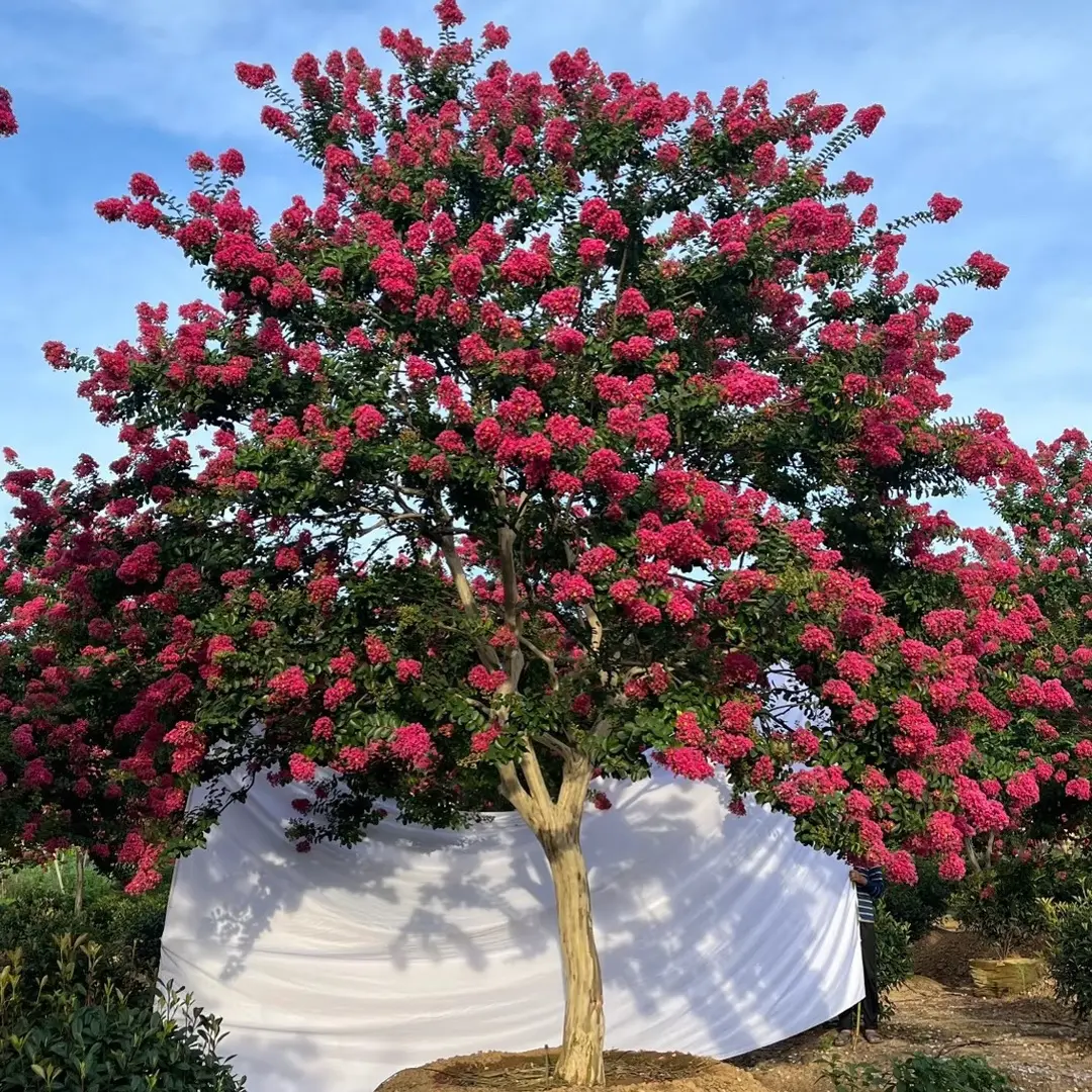 紫薇树川红百日红红花庭院绿植